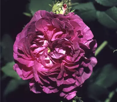 Rosa (Gallica) 'Belle de Crécy'
