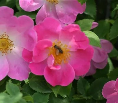 Rosa (Gallica) 'Complicata'