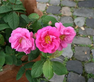 Rosa (Gallica) 'Officinalis'