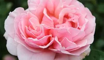 Hubers Duftrose