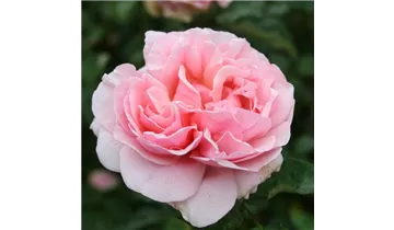 Hubers Duftrose
