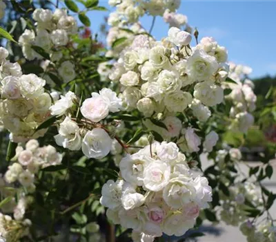 Rosa (Kletterrose) 'Blushing Bride' Rosa (Kletterrose) 'Blushing Bride'