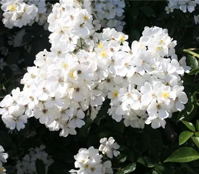 Rosa (Kletterrose) 'Bobby James'