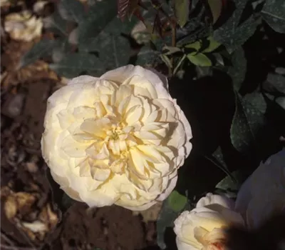 Rosa (Kletterrose) 'Céline Forestier'
