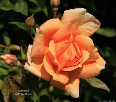 Rosa (Kletterrose) 'Crépuscule'