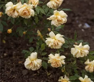 Rosa (Kletterrose) 'Crépuscule'