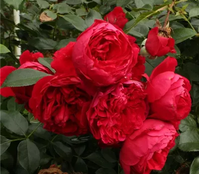 Rosa (Kletterrose) 'Florentina' Rosa (Kletterrose) 'Florentina'