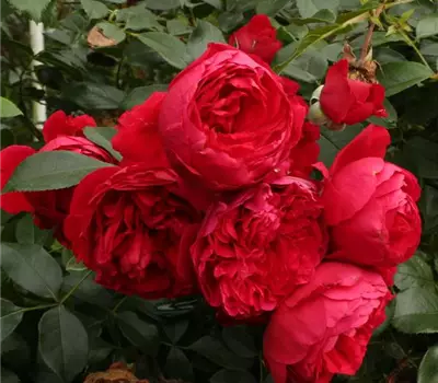 Rosa (Kletterrose) 'Florentina'