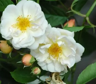 Rosa (Kletterrose) 'Goldfinch'