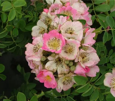 Rosa (Kletterrose) 'Kew Rambler'