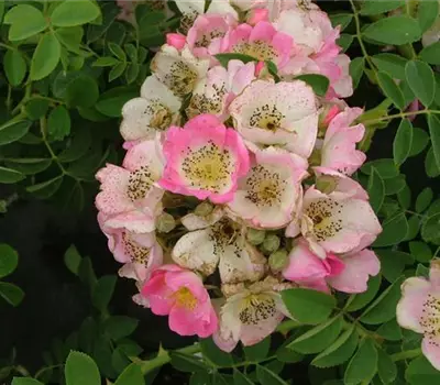 Rosa (Kletterrose) 'Kew Rambler'