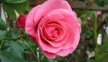 Rosa (Kletterrose) 'Lawinia'
