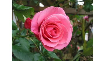 Rosa (Kletterrose) 'Lawinia'