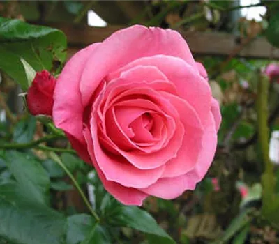 Rosa (Kletterrose) 'Lawinia'