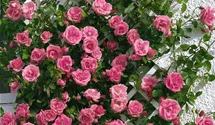 Rosa (Kletterrose) 'Lawinia'