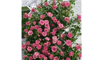 Rosa (Kletterrose) 'Lawinia'