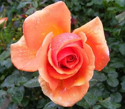 Rosa (Kletterrose) 'Liane'®