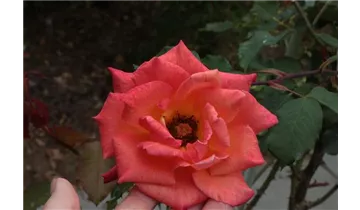 Rosa (Kletterrose) 'Liane'®