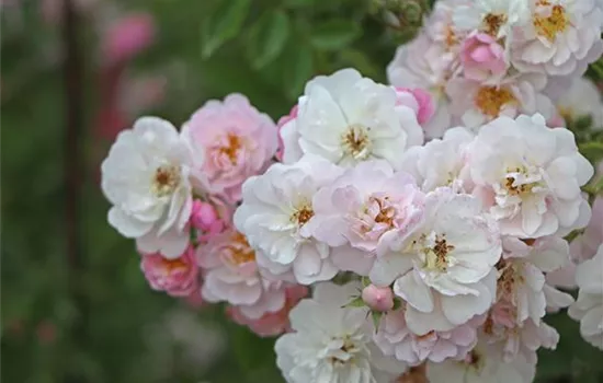 Rosa (Kletterrose) 'Little Rambler'