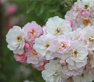 Rosa (Kletterrose) 'Little Rambler'