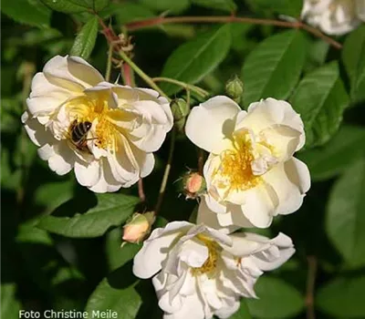 Rosa (Kletterrose) 'Lykkefund'