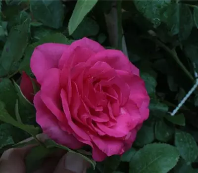 Rosa (Kletterrose) 'Maritim'®