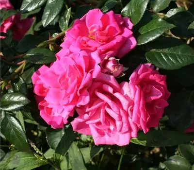Rosa (Kletterrose) 'Morning Jewel'