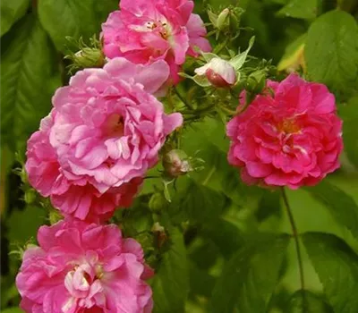 Rosa (Kletterrose) 'Multiflora platyphylla'