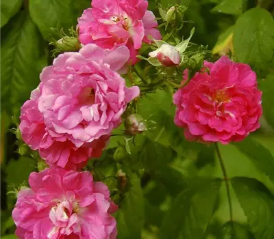 Rosa (Kletterrose) 'Multiflora platyphylla'
