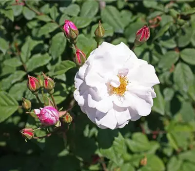 Rosa (arvensis) 'Venusta Pendula'