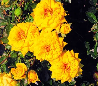 Rosa (Miniaturrose) 'Goldjuwel'®