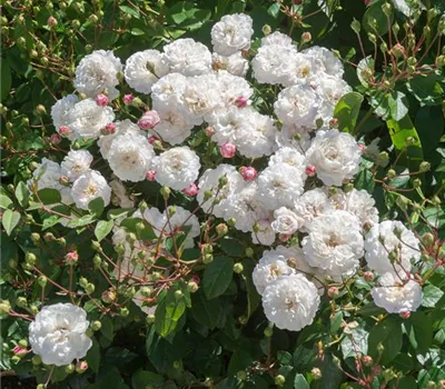 Rosa (Miniaturrose) 'Little White Pet'