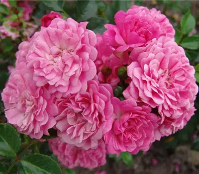 Rosa (Miniaturrose) 'Pepita'®