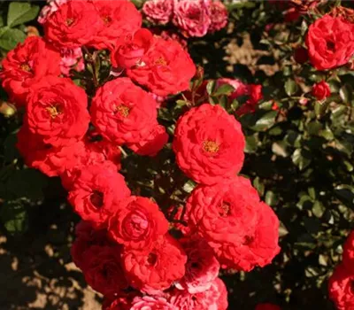 Rosa (Miniaturrose) 'Zwergenfee 09'