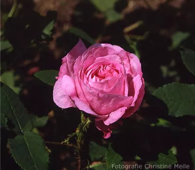 Rosa (Moosrose) 'Gloire des Mousseux'