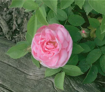 Rosa (Moosrose) 'Mme E. Ory'