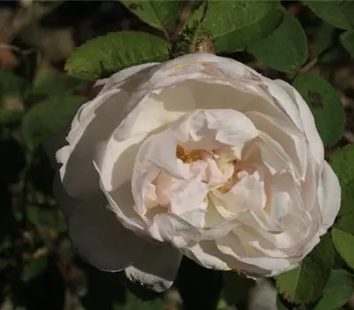 Rosa (Moosrose) 'Mousseline'