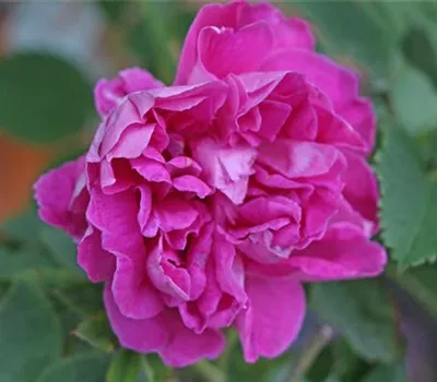 Rosa (Moosrose) 'Moussu du Japon'