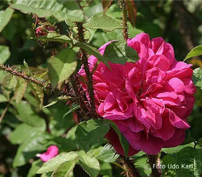 Rosa (Moosrose) 'Parkzauber'