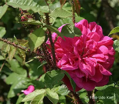 Rosa (Moosrose) 'Parkzauber'