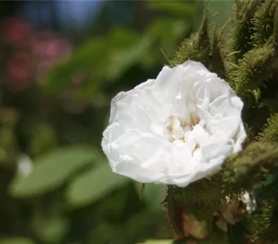 Rosa (Moosrose) 'Quatre Saisons Blanc Mousseux'
