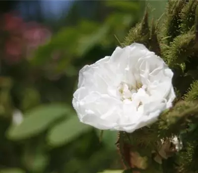 Rosa (Moosrose) 'Quatre Saisons Blanc Mousseux'
