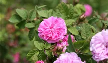 Rosa (Moosrose) 'Salet'