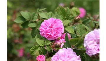 Rosa (Moosrose) 'Salet'