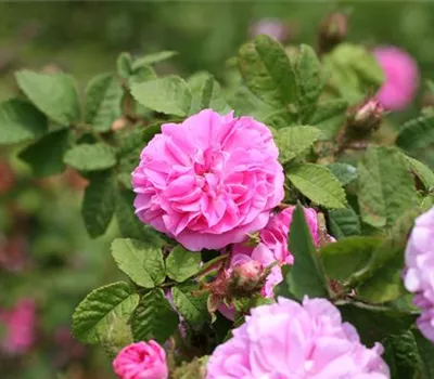 Rosa (Moosrose) 'Salet'