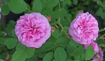 Rosa (Moosrose) 'Salet'