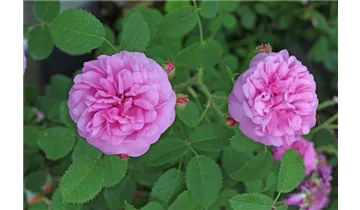 Rosa (Moosrose) 'Salet'
