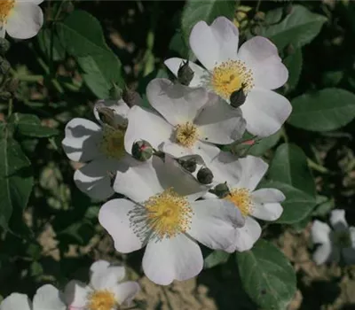 Rosa (Moschata) 'Francis E. Lester'