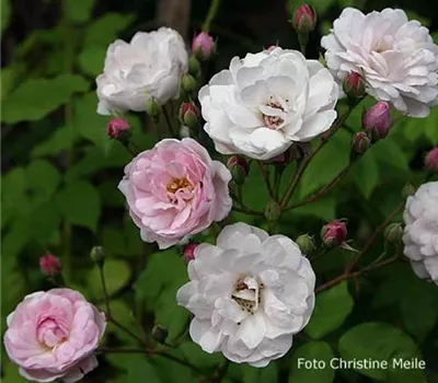 Rosa (Noisetterose) 'Blush Noisette'