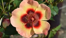 Rosa (Persica-Hybride) 'Fancy Babylon Eyes®'